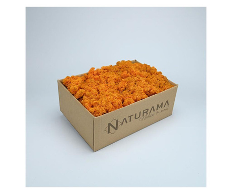Licheni decorativi Orange, cutie 500 grame