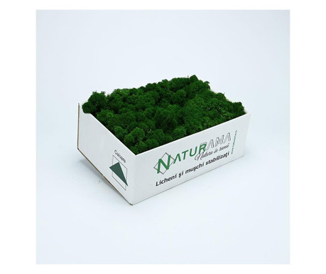 Licheni decorativi curatati Premium Verde Inchis INTENS, cutie 500 grame