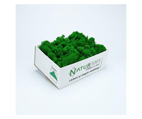 Licheni decorativi curatati Premium Verde Mediu INTENS, cutie 500 grame