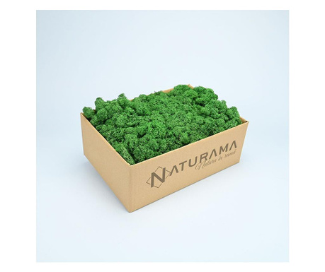 Licheni decorativi Verde Mediu, cutie 500 grame