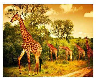 Fototapeta Žirafe v savani, 250 x 200 cm
