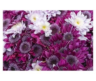 Fototapeta Cvijeće157 Krizanteme ljubičaste i bijele, 200 x 255 cm