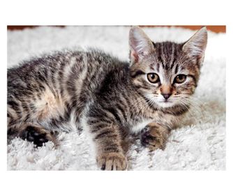 Platno s sliko Mačke11, 75 x 50 cm