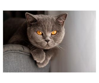 Slika na platnu Mačke10, 75 x 50 cm