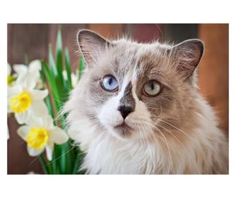 Platno s sliko Mačke16, 75 x 50 cm