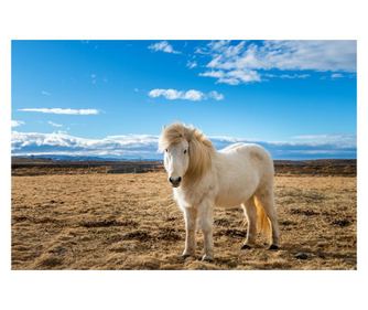 Картина върху канава Animal48, 75 x 50 см