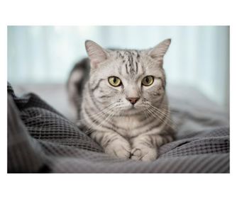 Platno s sliko Mačke12, 105 x 70 cm