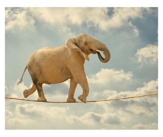 Fototapet Elefant acrobat, 400 x 250 cm
