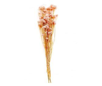 Planta decorativa prezervata natural, 50-60cm, calitate premium, pentru decoruri luxoase, BoHo decor, Roz Pal