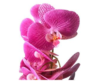 Orhidee artificiala siliconata cu aspect 100% natural, in bol de ceramica alb 45 cm,M3