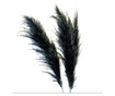 Large Pampas Grass uscat, conservat natural, 120cm, calitate premium, pentru decoruri luxoase, vaporos, BoHo decor, Negru, 1buc