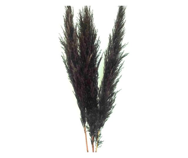 Large Pampas Grass uscat, conservat natural, 120cm, calitate premium, pentru decoruri luxoase, vaporos, BoHo decor, Negru, 1buc