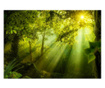 Foto tapeta Artgeist - In a Secret Forest - 350 x 245 cm  350x245 cm