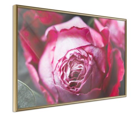 Poster Artgeist - Blooming Rose - Zlatni okvir - 45 x 30 cm