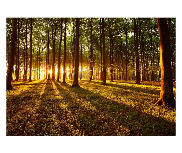 Samoljepljiva foto tapeta Artgeist - Summer: Morning in the forest - 98 x 70 cm