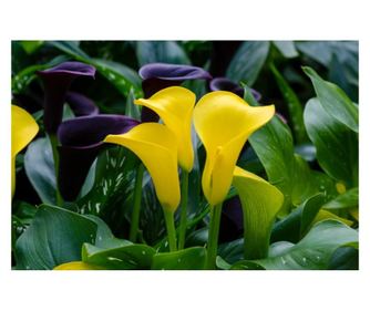 Fototapeta za zidove samoljepljiva i praljiva cvijeće58