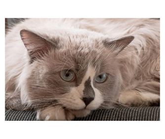 Αυτοκόλλητο Cat14, 220 x 135 εκ