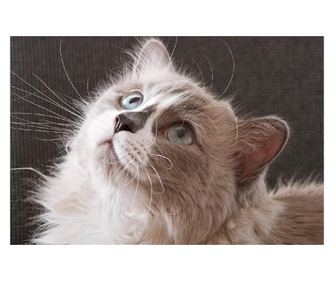 Αυτοκόλλητο Cat15, 220 x 135 εκ