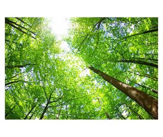 Nalepka jelen med drevesi