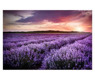 Ταπετσαρία Lavender4, 400 x 250 εκ