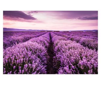 Ταπετσαρία Lavender7, 250 x 200 εκ