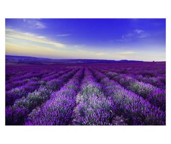 Samolepilna in pralna tapeta za stene lavanda1