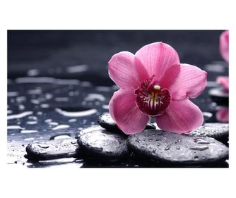 MÉdia matrica,, rózsaszín orchidea