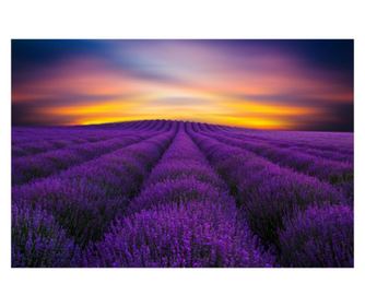 FOTOTAPετσαρία Λεβάντα πεδίο, ανατολή, 270 x 200 εκ