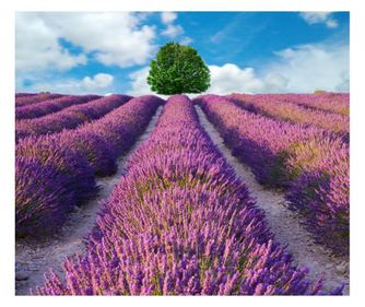 Nalepka lavanda3