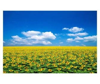 Fototapeta za zidove samoljepljiva i praljiva natura104