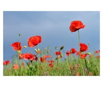 Fototapeta za zidove samoljepljiva i praljiva cvijeće30