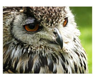 Πίνακας σε καμβά Κουκουβάγια 1, 90 x 60 εκ