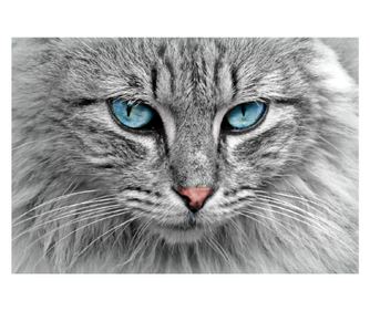 Πίνακας σε καμβά Cat 1, 90 x 60 εκ