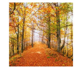 Platno za slikanje Šuma28, 60 x 60 cm