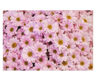 Картина на платно MEDIA, Цветя89, 75 x 50 cm