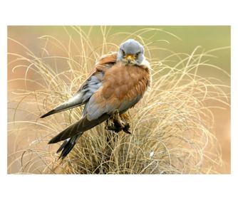 Plátno obraz Ptáci5, 105 x 70 cm