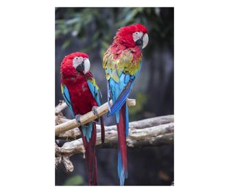 Platno slika Ptice9, 40 x 60 cm