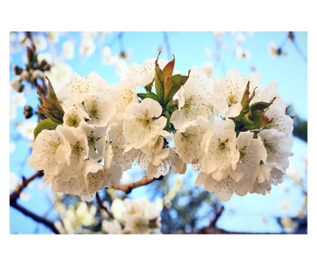 Fototapet flori de cires3  400x250 cm