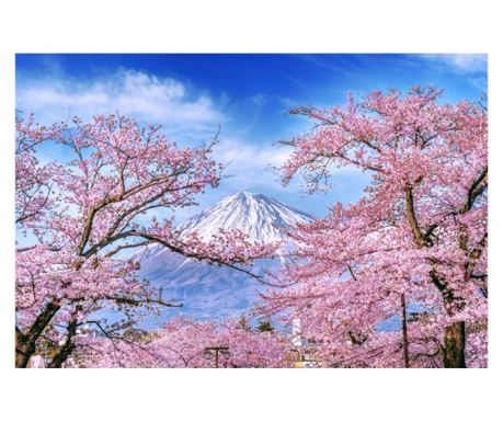 Fototapeta za zid samoljepljiva i periva priroda162 planina fuji i trešnje u cvijetu