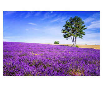Media lavender6 vászonfestmény, 105 x 70 cm