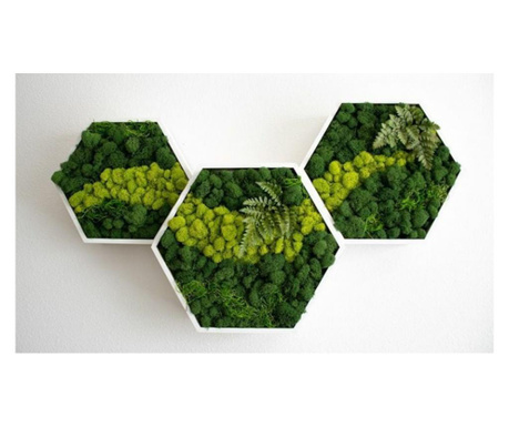 Set panouri hexagonale cu licheni stabilizati si plante stabilizate  30x25 cm