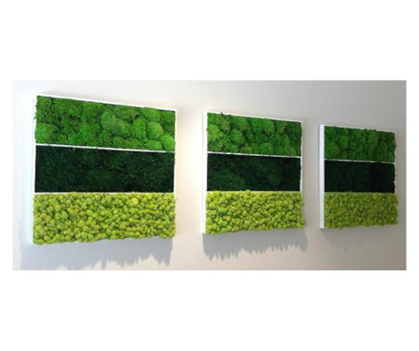 Set de 3 tablouri cu licheni si muschi stabilizati  40x40 cm