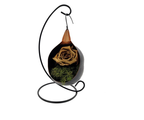 Trandafir natural criogenat biarose, auriu, pe pat de muschi, in fotoliu suspendat