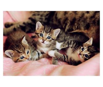 Media vászonfestmény, 90 x 60 cm