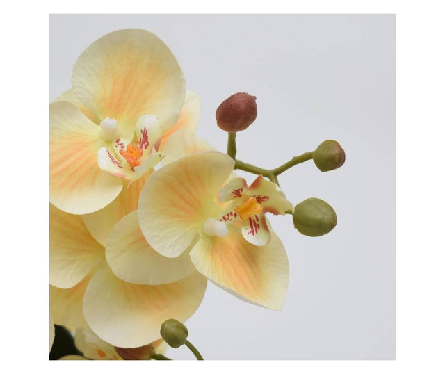 Orhidee artificiala Phalaenopsis crem in vas ceramic, 35 cm  35 cm