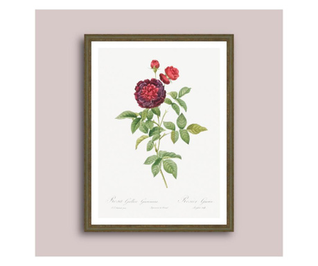 Trandafirul lui guerin, cunoscut si sub numele de trandafir cu o suta de frunze (rosa gallica gueriniana), tablou inramat, Botanica