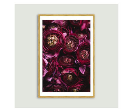 Flori de ranunculus violet inchis, tablou inramat, Botanica