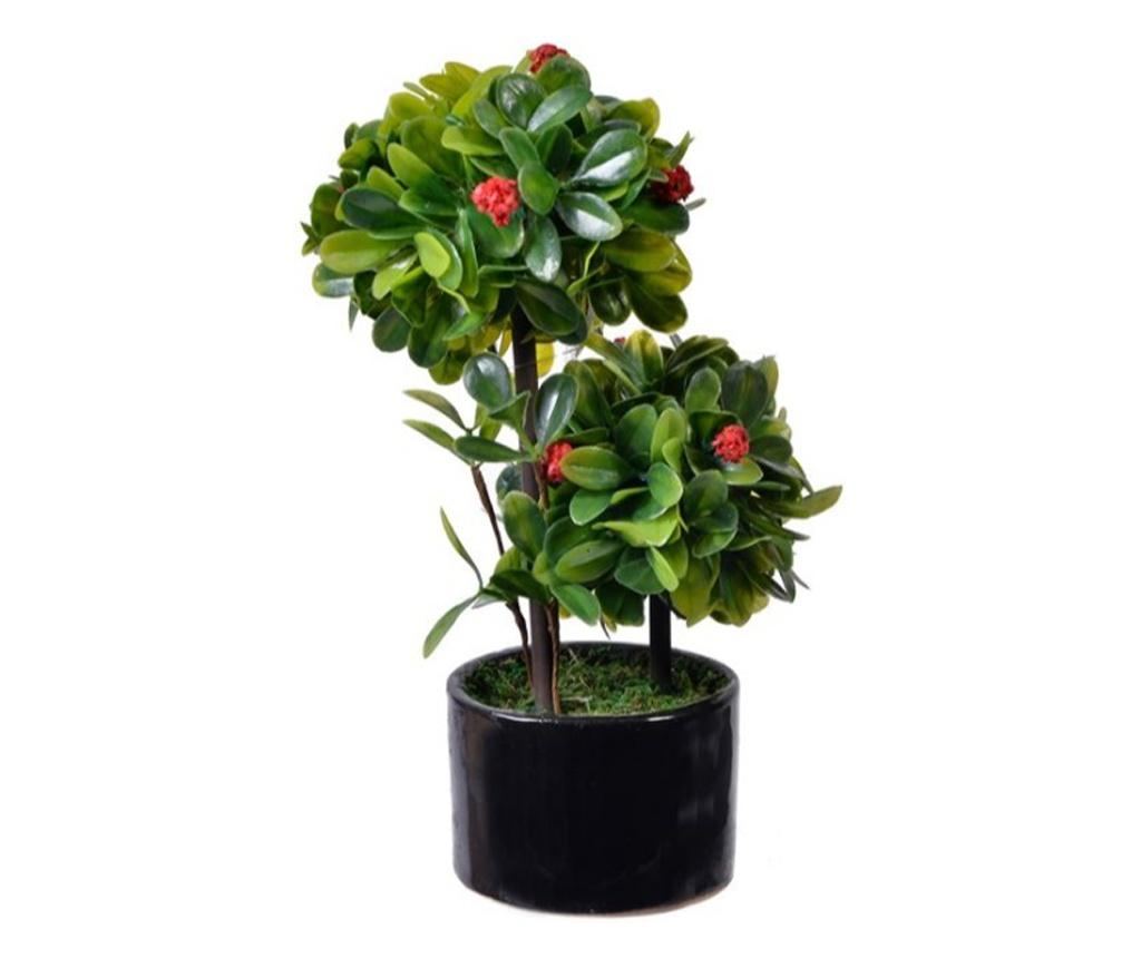 shohin juniper bonsai eCourse Companion Bundle: Mastering Shohin Juniper – Bonsaify
