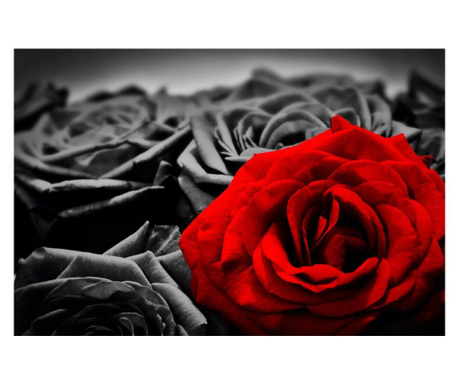 Media vászon kép, piros rózsa, fekete rózsák, 105x70 cm