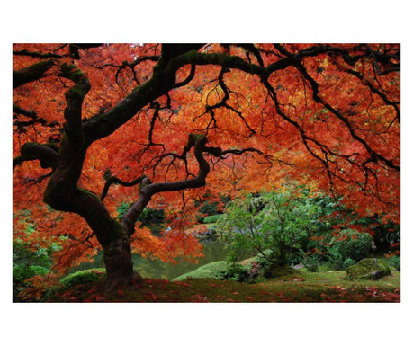 Media vászon kép, fa tűzlevelekkel, japánkert, 75x50 cm